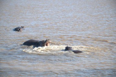 Afrika gölünde su aygırı.