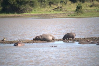 Nehrin sularındaki Afrika fili