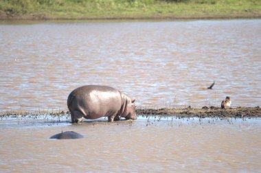 Sudaki şirin bir filin yakın plan fotoğrafı.