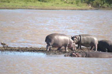 Sudaki su aygırları