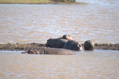 Botswana 'daki Chobe Park' taki nehir çukurundaki filler.