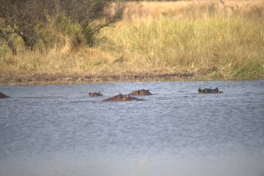 Bir grup vahşi su aygırı nehirde yüzüyor.