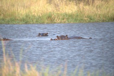 Suda bir grup Afrikalı sütyen (taos).