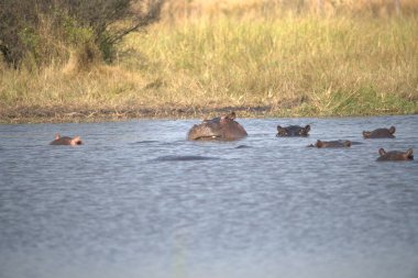Sudaki su aygırları