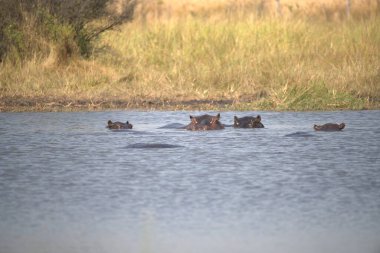 Afrika savanasında vahşi patates.