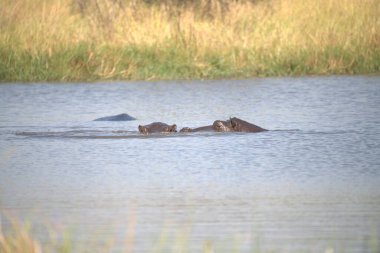 Sudaki su aygırları, Kruger Ulusal Parkı Güney Afrika