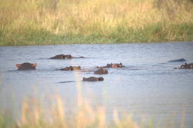 Ulusal parktaki nehirde su aygırı var.