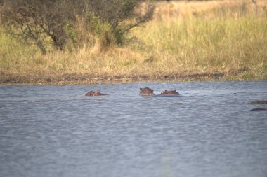 Savanadaki bir grup fil.