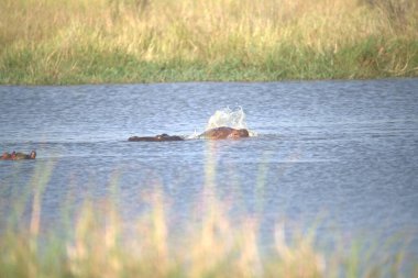 Vahşi Afrikalı timsah bozkırda