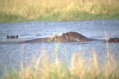Afrika fili Kruger Ulusal Parkı, Güney Afrika