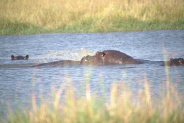 Savanadaki vahşi Afrika filleri