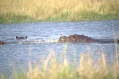 vahşi doğada su aygırı