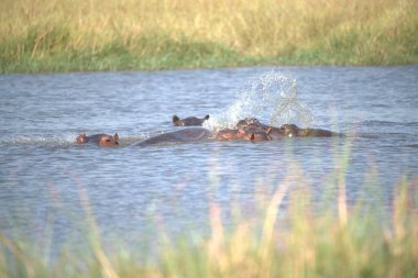 Hipopotamus amfibiğinde vahşi su aygırı