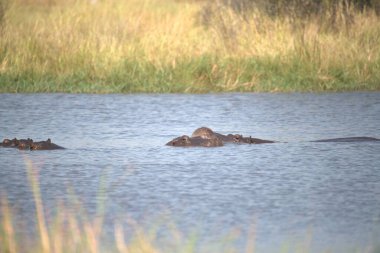 Göldeki su aygırları