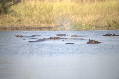 Kruger Park, Güney Afrika 'da vahşi Afrika Bizonu.