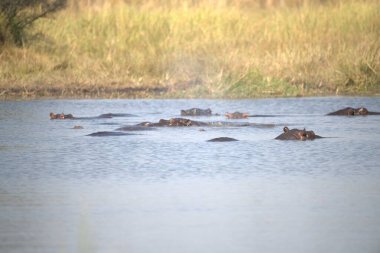 Göldeki bir grup vahşi hayvan.