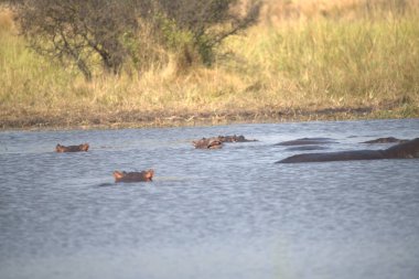 Nehirdeki su aygırları, Kruger Ulusal Parkı, Güney Afrika