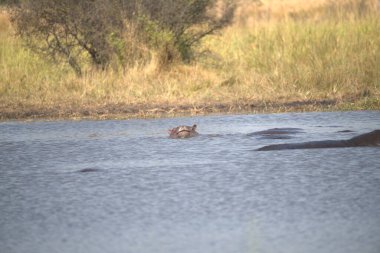 Suda bir grup su aygırı var. yüksek kaliteli fotoğraf