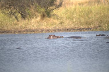 Afrika 'nın vahşi su aygırları Kruger Ulusal Parkı, Güney Afrika