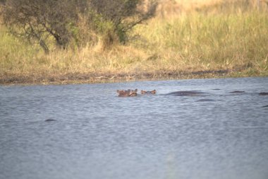 Savanadaki Afrikalı vahşi kuşlar