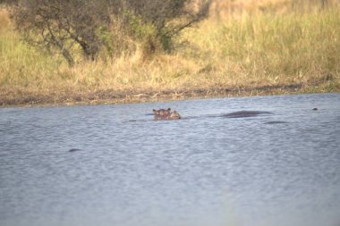 Suda su aygırı (suaygırı amfibi), Güney Afrika 'da Kruger Parkı.