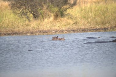 Nehrin sularında su aygırı. Güney Afrika