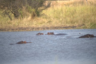 Nehirdeki su aygırları
