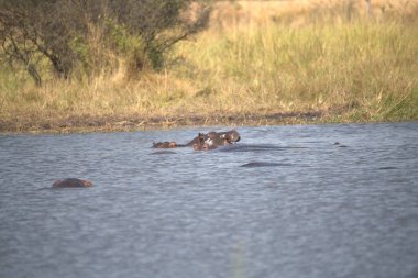 Afrikalı su aygırı amfibi, Kruger Ulusal Parkı