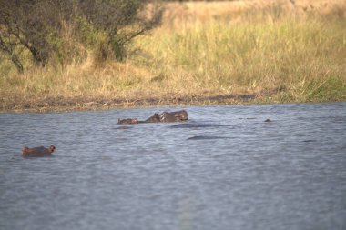 Sudaki su aygırları