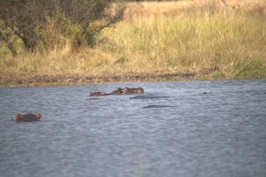su Afrika su aygırı