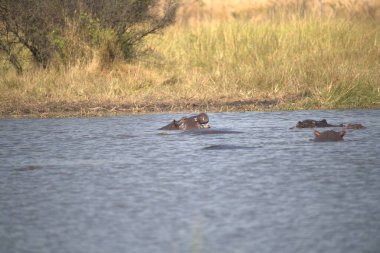 Afrika Bizonu (cerbocufer cercerus), Ulusal Park, Kenya Afrika