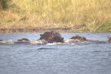 Afrika fil sürüsü
