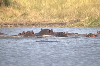 Nehrin sularında bir Afrika patatesi sürüsü.