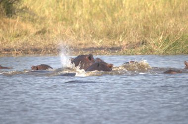Nehirdeki su aygırları.