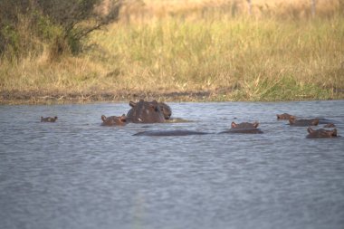 Kruger Ulusal Parkı 'nda su aygırı, Güney Afrika, Güney Afrika