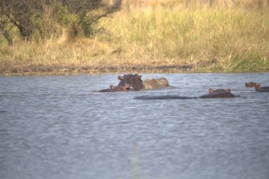 Suda bir grup aslan var.