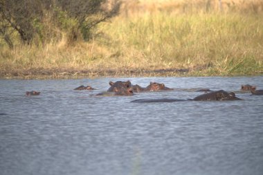 Güney Afrika 'daki Kruger Ulusal Parkı' nda su aygırı (suaygırı).