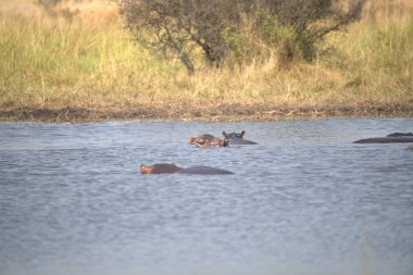 Afrika Gölü 'nün suları.