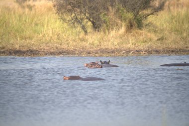 Güney Afrika 'nın ulusal parkındaki nehirde su aygırları.