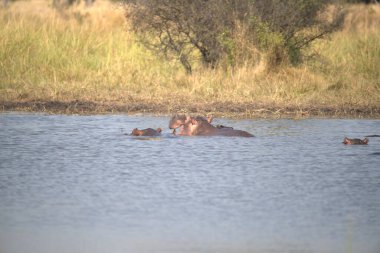 Sudaki su aygırları