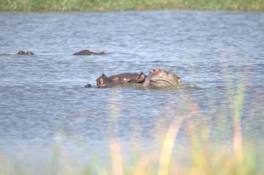 Su aygırı nehir suyunda amfibi.