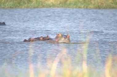 Sudaki afrikalı su aygırı (su aygırı bius bius)