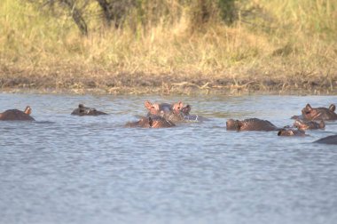 Nehirde yüzen bir grup fil..