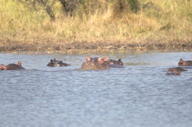 Kruger parkında suda su aygırı var.