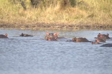 Nehirde bir su aygırı sürüsü. Suaygırı sürüsü. yüksek kaliteli fotoğraf