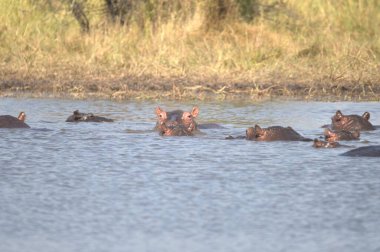 Sudaki su aygırları