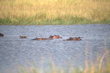 Sudaki bir grup su aygırı suaygırı. Su amfibik amfibideki en büyük amfibik amfibidir.