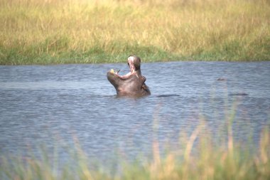Nehirdeki su aygırları
