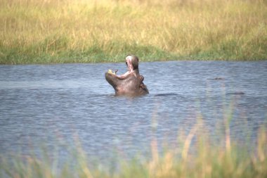 Kenya 'nın güneyindeki gölde suyu olan bir fil.