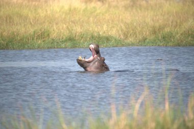 Sudaki hipocerus hipopotam